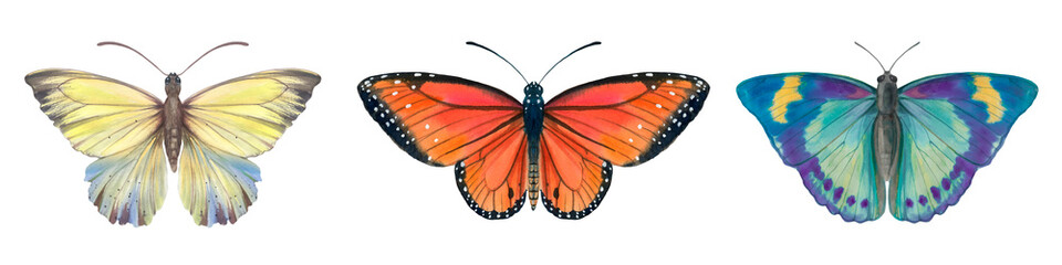 Set of bright watercolor butterflies isolated on white background. Insects painted in watercolor on paper for design, postcards, printing, wallpaper, wrapping paper.