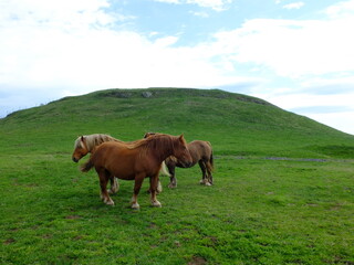 Obraz premium Motte de BRION - Cézallier