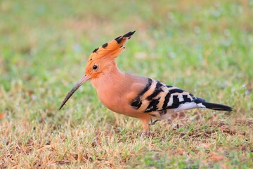 The Eurasian hoopoe  bird in the grass (Upupa epops)