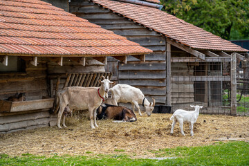 Goats in an outdoor paddock on a farm