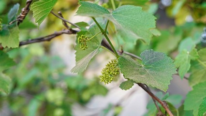 close-up of flowering grape vine, grapes bloom in summer day.