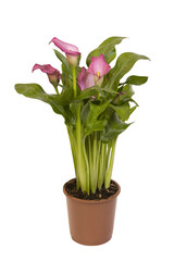 Zantedeschia de couleur rose