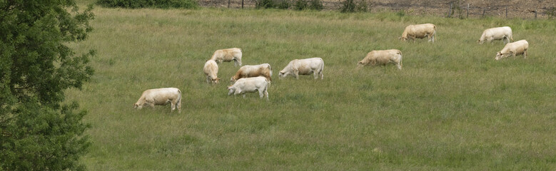 Bœufs charolais au patûrage
