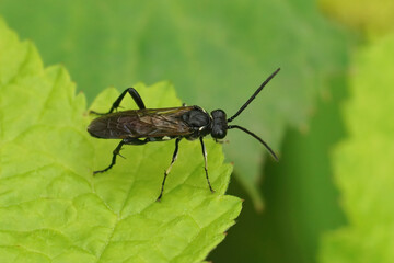 Closeup on a rather dark colored sawlfy, Macrophya duodecimpunctata sitting on a green brambleberry leaf