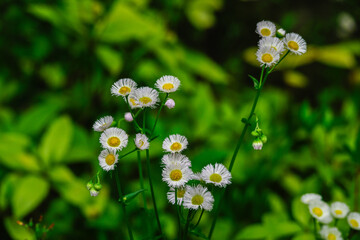赤坂にある氷川神社の境内に咲くハルジオン