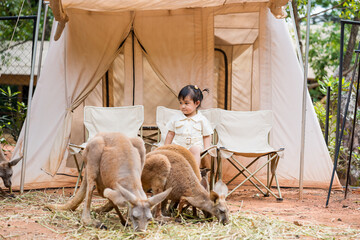 Asian cute little girl sitting on a trekking chair and looking around the kangaroos in front of a tent.