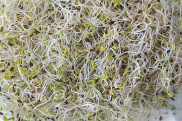 Vegan and fresh microgreen. Healthy concept