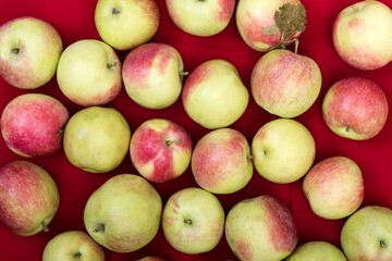 Fresh autumn apples coloured with different nuances of yellow, green and red, situated on the red coloured floor at the farm house ready to be eaten. Country festival