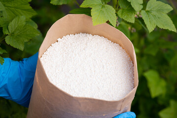 Gardener holding paper bag with fertilizer near currant bushes. Fertilizing garden concept