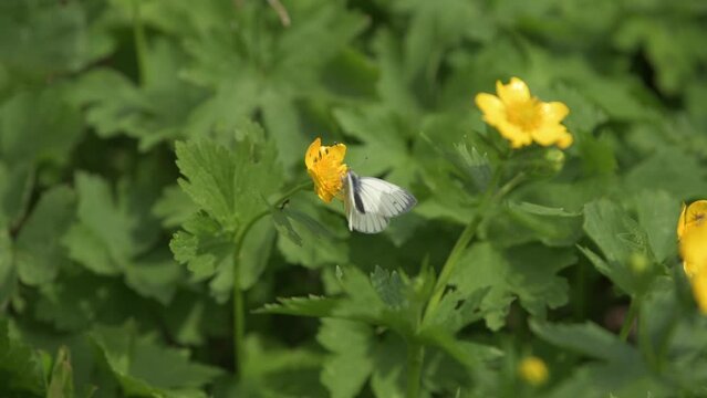 4K detail view with a butterfly while pollinates a yellow flower. Insect filming.