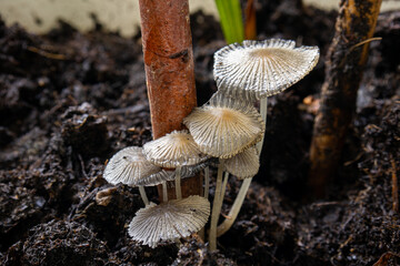 Tiny white cap lawn mushrooms growing close to wooden twig in the soil. Close up shot, top view, large depth of field, nobody