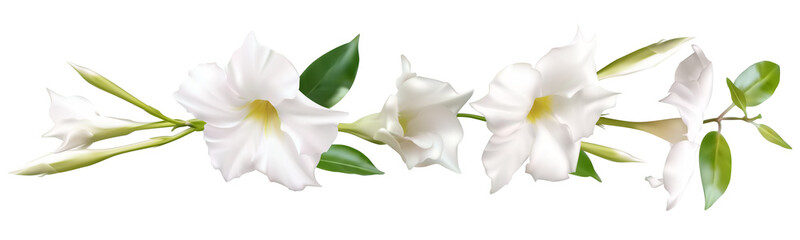 Tropical flowers. Floral background. Buds. Plant. Green leaves. White. Buds. Plant. Isolated.