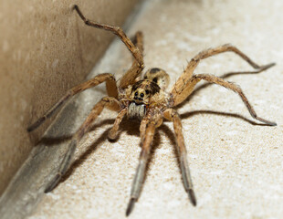A Huntsman Spider