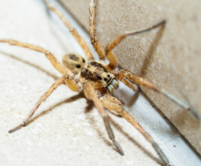 A Huntsman Spider