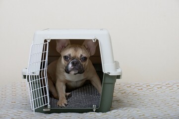 A French Bulldog sits in a large plastic pet box and looks warily into the camera, leaning on its paws.