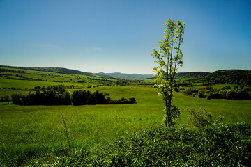 The mountains of the Beskid Niski and in the foreground a young tree in the morning - obrazy, fototapety, plakaty