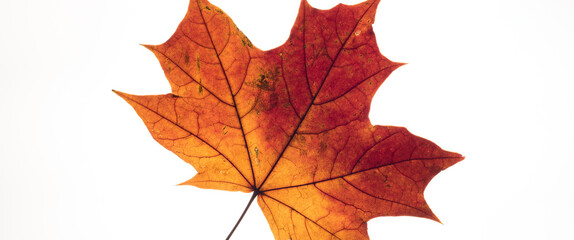 MAPLE - Colorful autumn leaf