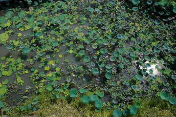 A water source with a lot of lotus leaves in the high angle