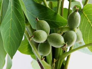 growing small fruits of walnut tree at spring close up