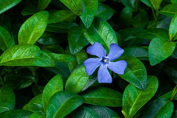 Barwinek niebieski kwiat wiosenny - obrazy, fototapety, plakaty