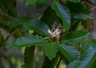 Detail view of magnolia champaca aka champak tropical tree leaves with fragrant creamy white flowers and bud on outdoor natural background	