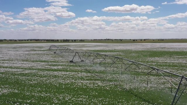 Aerial center pivot irrigation sprinklers irrigating opium poppy field crops on a summer day.