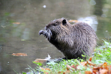 nutria in france