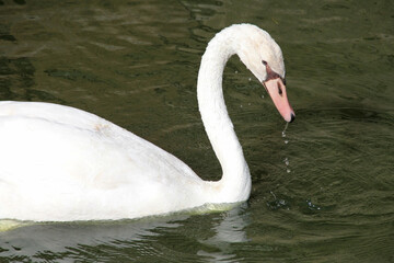 swan in france