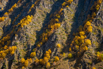 Mountain slope with autumn trees