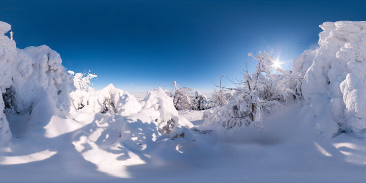 Snow Mounts in the bushes