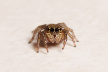 Macro closeup of brown jumping spider looking at camera with its black eyes on white surface background. Life size wildlife animal concept.