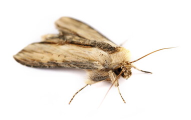 Mullein moth, Cucullia verbasci isolated on white, side view