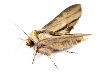 Fototapeta na wymiar Mullein moth, Cucullia verbasci isolated on white, side view