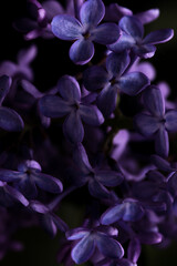lilac flowers are large. floral background. purple petals
