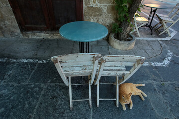 Street cat in Greece