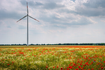 View over beautiful meadow field farm landscape, poppies and marguerite flowers, wind turbines to...