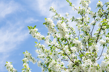 Branches of an apple tree with white flowers on the blue sky background in a spring sunny day