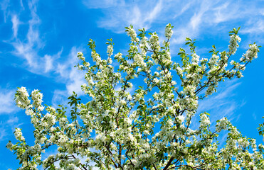 Branches of an apple tree with white flowers on the blue sky background in a spring sunny day