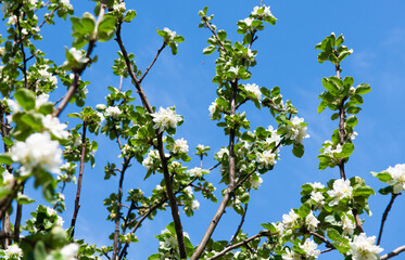 Fototapeta na wymiar Branches of an apple tree with white flowers on the blue sky background in a spring sunny day