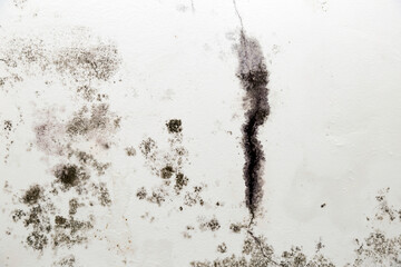 infiltration and mold on the ceiling