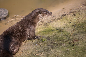Otter - Fischotter