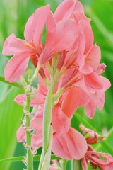 pink flower in the garden. Canna Lily.