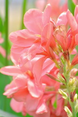 Obraz premium Canna Lily .