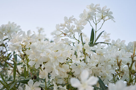 white oleander flowers closeup against the sky