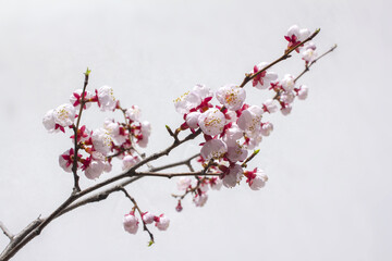Blooming cherry blossom branches isolated white background.