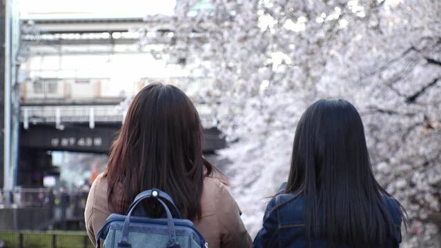 NAKAMEGURO, TOKYO, JAPAN - APRIL 2022 : View of Cherry blossoms at Meguro river and unidentified people enjoying the scenery. Japanese spring season concept video.