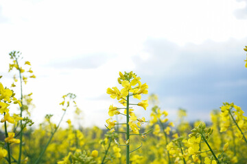 Flowering rapeseed with blue sky and clouds. Blooming canola field.
