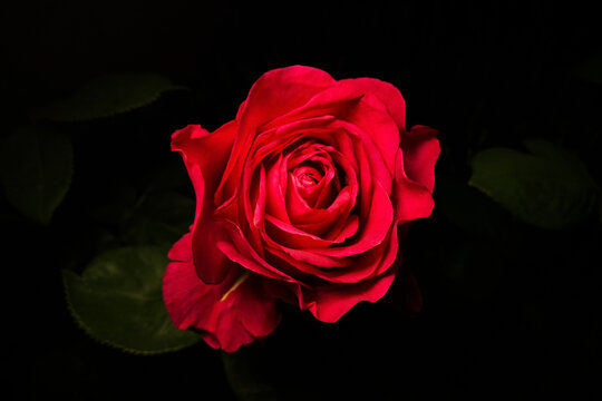 One rose on a black background. Red