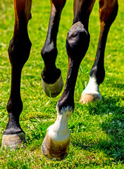Horse Feet close up on green grass.