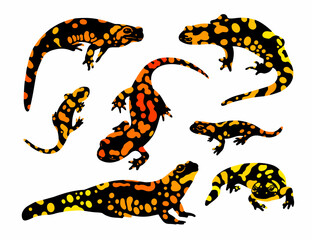  fire salamander vector set 